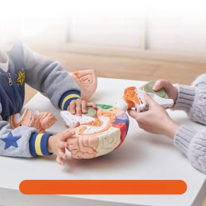 Model anatomiczny mózg 2:1 4-częściowy do nauki kolorowy oznaczony 3