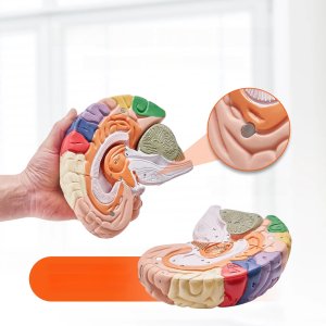 Model anatomiczny mózg 2:1 4-częściowy do nauki kolorowy oznaczony 5