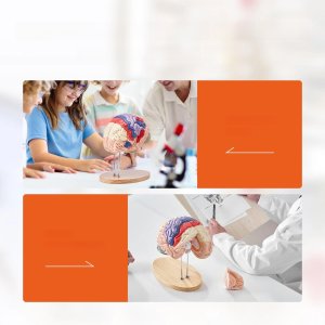Model anatomiczny mózg 2:1 4-częściowy do nauki kolorowy oznaczony 6
