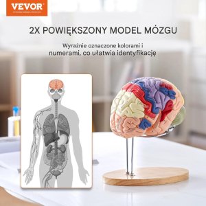 Model anatomiczny mózg 2:1 4-częściowy do nauki kolorowy oznaczony 8