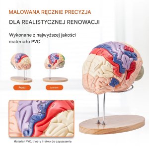 Model anatomiczny mózg 2:1 4-częściowy do nauki kolorowy oznaczony 10