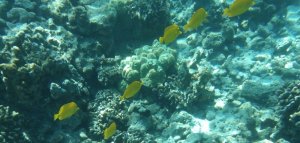 Aparat Podwodny Wodoszczelny 15m 16mp 1080p 4 Zoom Optyczny Wifi / Kodak Wpz2 / Pomarańczowy 11