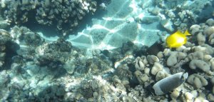 Aparat Podwodny Wodoszczelny 15m 16mp 1080p 4 Zoom Optyczny Wifi / Kodak Wpz2 / Pomarańczowy 9