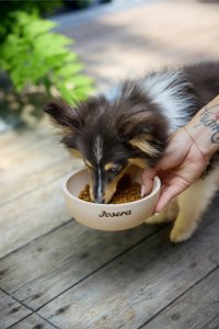 Josera Mini Adult Lamb 3kg 5