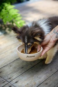 Josera Mini Senior z kurczakiem i ryżem 3kg 4