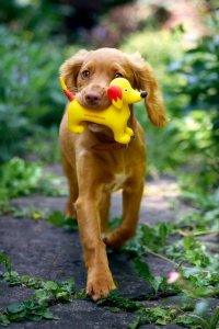 Josera Adult Lamb&Rice 3kg 4