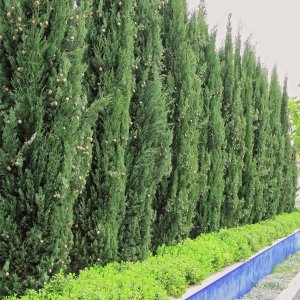 Bimberek Ziemia DO IGLAKÓW 50L podłoże do TUI ŚWIERKÓW 5