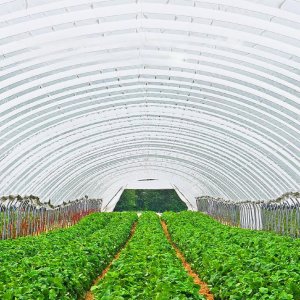 Folia Szklarniowa 2,5 x 7,6 m 4