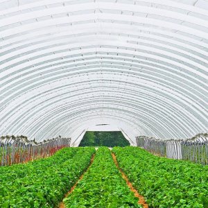 Folia Szklarniowa 6 x 8,5 m 6