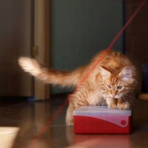 LASER DLA KOTA WSKAŹNIK LASEROWY LATARKA UV ZABAWKA 3w1 DO ZABAWY Z KOTEM 6