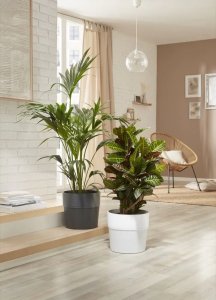 Kambarinis plastikinis vazonas SCHEURICH Carbon (224/30), grafito sp., skersmuo 30 cm. 2