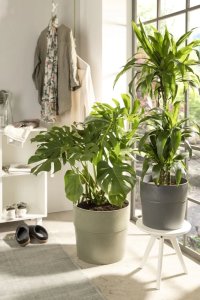 Kambarinis plastikinis vazonas SCHEURICH Carbon (224/30), grafito sp., skersmuo 30 cm. 3