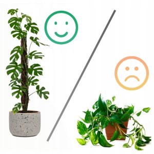 Palik kokosowy 60 cm podpora do roślin tyczka 15