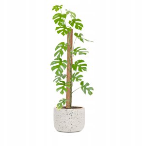 Palik kokosowy 120 cm podpora do roślin tyczka 16