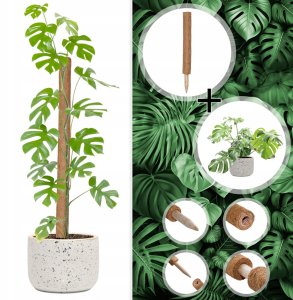 Palik kokosowy 120 cm podpora do roślin tyczka 4