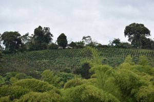 Kawa ziarnista Qualia Kolumbia Chevere Decaf Filtr 250g - bezkofeinowa 2