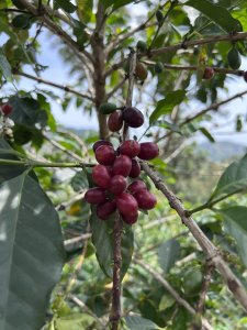 Kawa ziarnista Muhabura Kawa ziarnista RWANDA MUHABURA FUNKY ANAEROBIC ESPRESSO 400g 3
