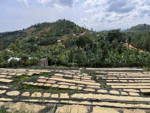 Kawa ziarnista Muhabura Kawa ziarnista RWANDA MUHABURA FUNKY ANAEROBIC ESPRESSO 400g 7