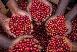 Kawa ziarnista Muhabura Kawa ziarnista RWANDA MUHABURA FUNKY ANAEROBIC ESPRESSO 400g 8