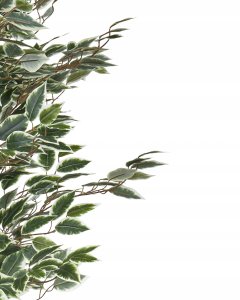 Sztuczna roślina doniczkowa 167 cm FICUS TREE 4