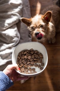 Josera Green Petfood Dog Sensitive Insects 3kg 6