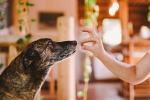 Josera Green Petfood Dog Sensitive Insects 3kg 7