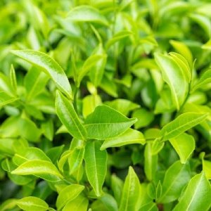 Dr. Hedison , Vita Bright, Brightening, Serum, For Face, 50 ml For Women 6