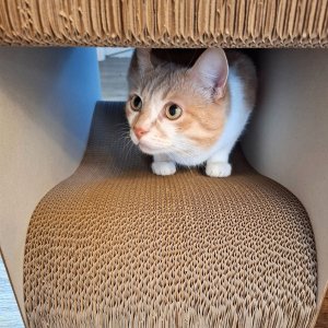 Mruu&Pruu DRAPAK DLA KOTA KARTONOWY PIWO WIELKI PROSTOKĄT 59x39x27 cm 8