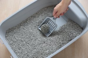 Żwirek dla kota Cat Sand SNAPPY ŻWIREK DLA KOTÓW TOFU z węglem aktywnym 2,5kg 5