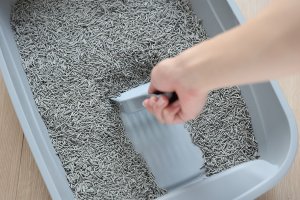 Żwirek dla kota Cat Sand SNAPPY ŻWIREK DLA KOTÓW TOFU z węglem aktywnym 2,5kg 6