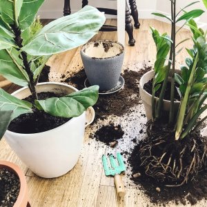 Bimberek Ziemia Ziemia do zielonych roślin domowych 5L do palma juka monstera kaktus 11