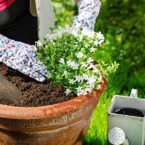 Bimberek Ziemia do pelargonii surfinia 50L do kwiatów balkonowych roślin ozdobnych 14