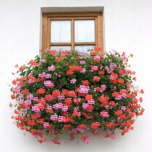 Bimberek Ziemia do pelargonii surfinia 50L do kwiatów balkonowych roślin ozdobnych 8