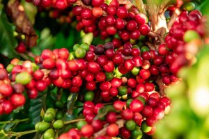 Kawa ziarnista Qualia Caffe Kawa ziarnista Prawy Brzeg 8.0 Espresso 1kg 7