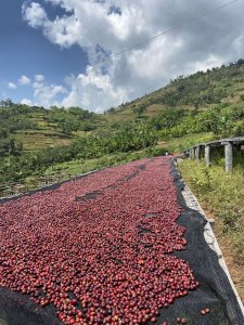 Kawa ziarnista Muhabura Kawa ziarnista RWANDA MUHABURA NATURAL ESPRESSO 1kg 7