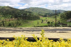 Kawa ziarnista Muhabura Kawa ziarnista RWANDA MUHABURA NATURAL ESPRESSO 400g 7
