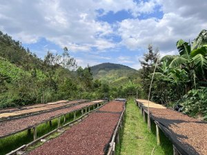 Kawa ziarnista Muhabura Kawa ziarnista RWANDA MUHABURA ROYAL ROBUSTA OMNIROAST 1kg 2