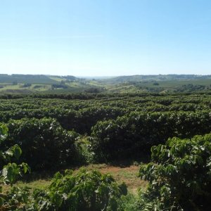 Kawa ziarnista Świeżo Palona Kawa ziarnista Brazil Cerrado Espresso 250g 7