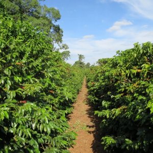 Kawa ziarnista Świeżo Palona Kawa ziarnista Brazil Cerrado Espresso 250g 8