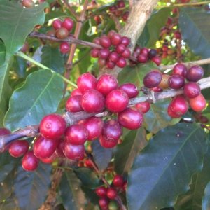 Kawa ziarnista Świeżo Palona Kawa ziarnista Brazil Cerrado Espresso 250g 9