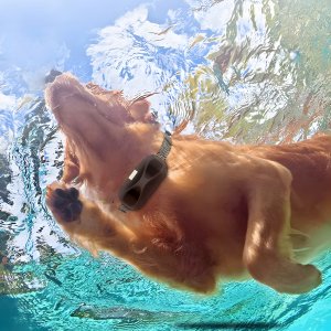 Obroża Treningowa Uniwersalna 3 Kanały Pilot Odbiornik USB-C Latarka 800m. 6