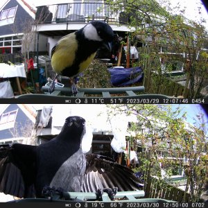 Karmnik Dla Ptaków z Kamerą WiFi Fotopułapka Solarna PIR Aplikacja Edukacja 14