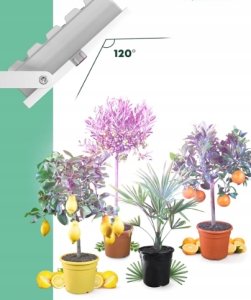 Ledvance Moja Oranżeria Lampa LED do uprawy roślin śródziemnomorskich 50W 5