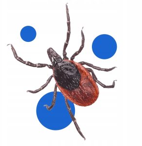 BROS Bagosel 100EC 30ml - preparat do oprysku ogrodu przeciw komarom i kleszczom 5