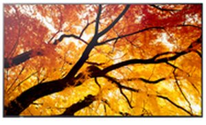 Monitor Sharp Monitor Videowall 60006058 4K Ultra HD 86" 3