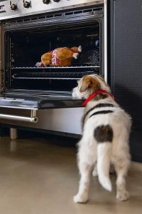 Beeztees Zabawka dla Psa Indyk ze Sznurem 30cm 3