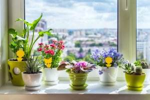 Lep Pułapka Lepowa do Doniczek na Mszyce Ziemiórki Mrówki Muszki Szkodniki Roślin Lep Motyl Kwiatek "Plant Guard" (15 szt) 10