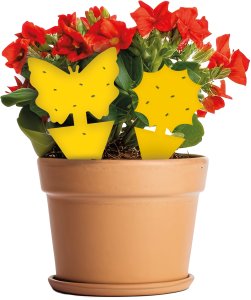 Lep Pułapka Lepowa do Doniczek na Mszyce Ziemiórki Mrówki Muszki Szkodniki Roślin Lep Motyl Kwiatek "Plant Guard" (15 szt) 8