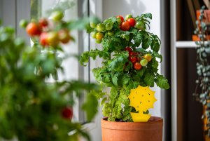 Lep Pułapka Lepowa do Doniczek na Mszyce Ziemiórki Mrówki Muszki Szkodniki Roślin Lep Motyl Kwiatek "Plant Guard" (15 szt) 9