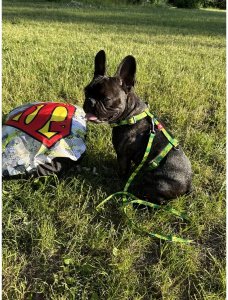 Collar Szelki nylonowe anatomiczne w kształcie litery H, z QR-paszportem, plastikowy fastex, wzór AWOKADO, rozmiar L 25mm 2